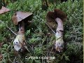Cortinarius spilomeus-amf694